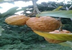 Fruit